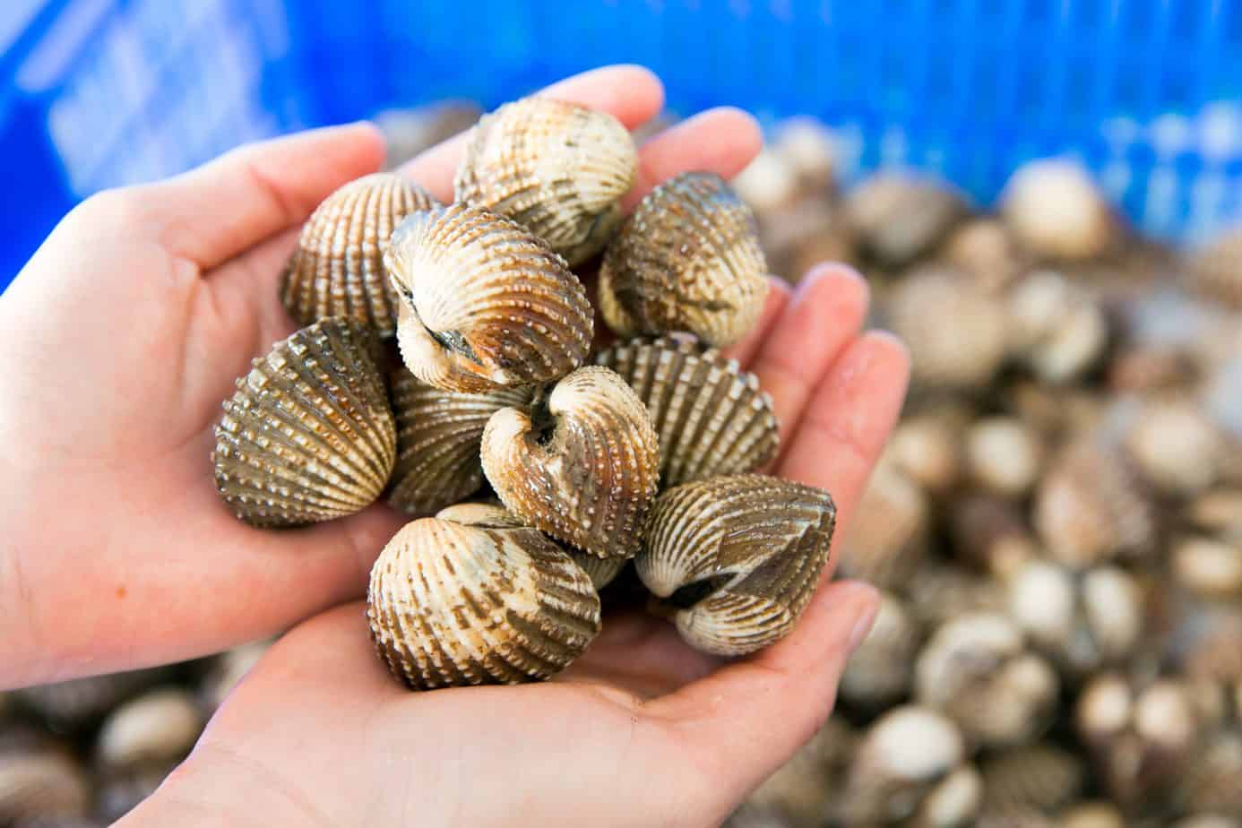 Blood cockles of Roon River (So Huyet Quang Binh)